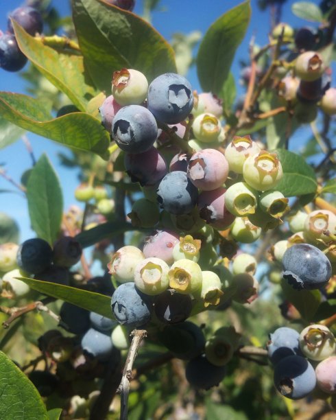 在阳光下成熟的蓝莓图片下载