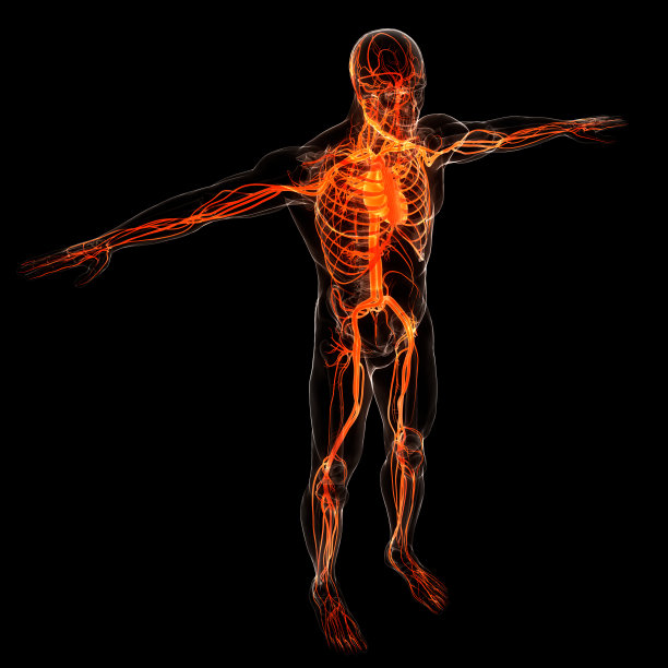 人体骨骼系统心脏解剖学图片下载