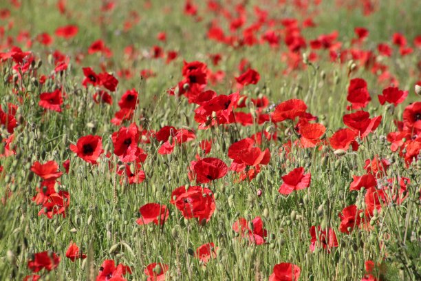 一片广阔的田野上盛开着鲜红的罂粟花图片下载