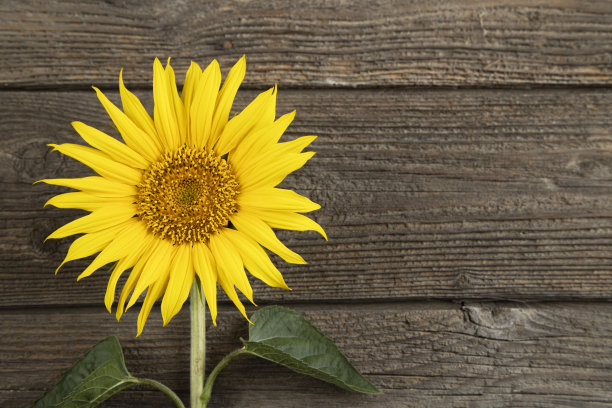 向日葵图片下载