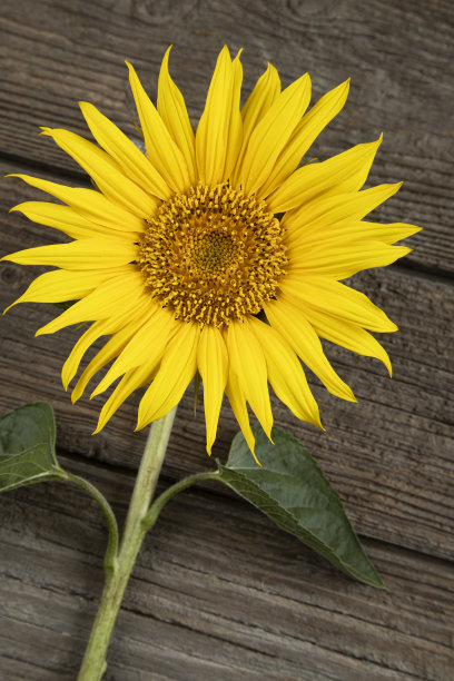 向日葵图片下载