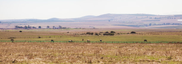 南非西部开普草原的土路全景图片下载