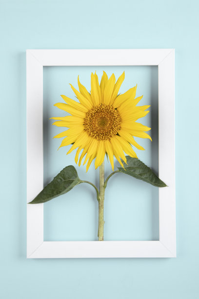 向日葵图片下载