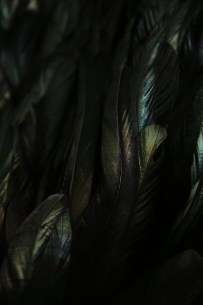 抽象背景的黑色羽毛，彩虹突出的羽毛图片下载