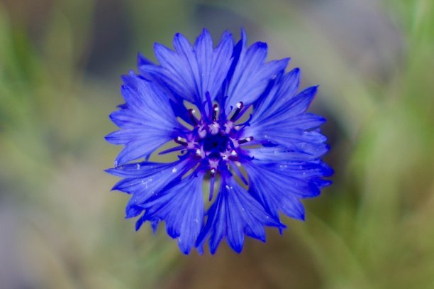 蓝色的玉米花盛开图片下载