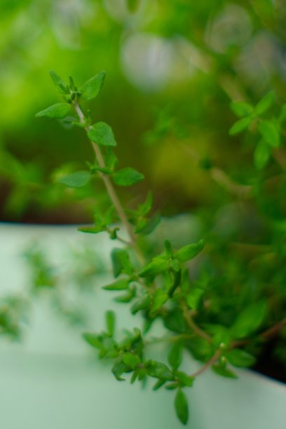 越来越多的百里香图片下载