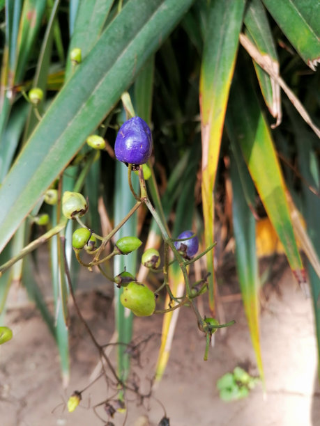 绿色灌木上的紫色果实图片下载