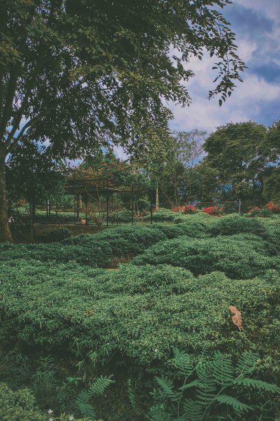绿色的花园图片下载