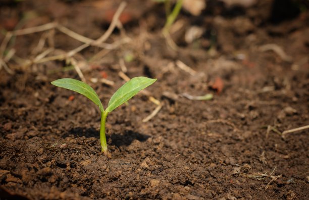 特写的小植物与叶在肥沃的土地与复制空间，植物概念的自然生长图片下载