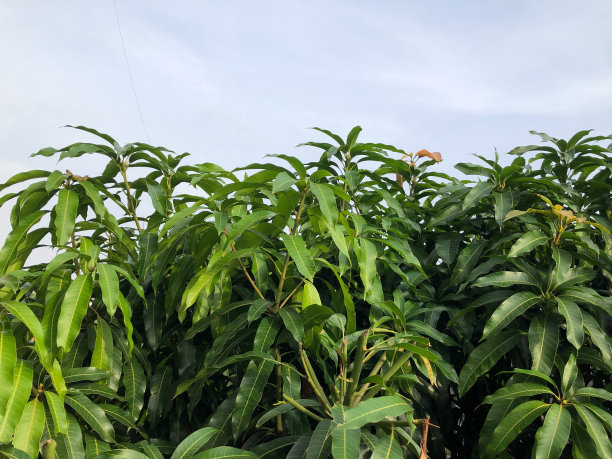 芒果树图片下载