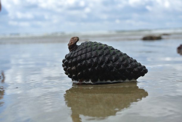 锥独自图片下载