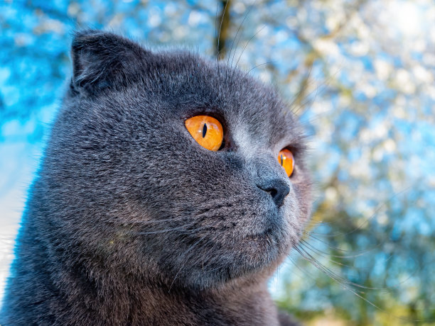 蓝色天空下一只灰色苏格兰折耳猫的头。图片下载