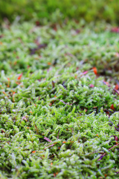 绿色苔藓纹理图片下载