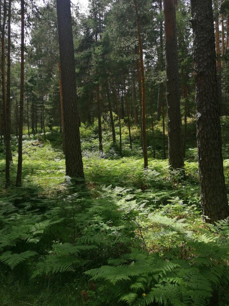 充满绿色蕨类植物和大树的森林中的绿色景观。博卡德尔阿斯诺(Boca del Asno)植被间的徒步路线图片下载