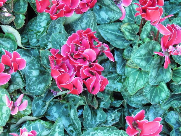 顶视图红色仙客来花盛开在新鲜的绿叶。图片下载