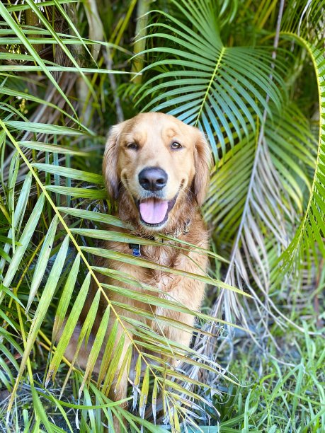快乐的金毛猎犬图片下载