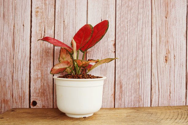 绿色家庭室内植物木制背景图片下载