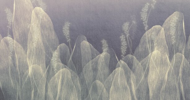 白色的花朵图片下载