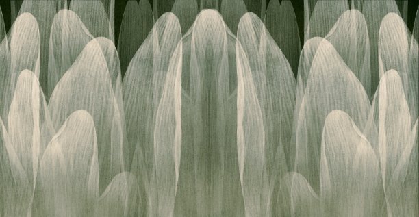 白色的花朵图片下载