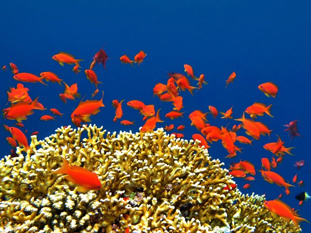 红海金花鲈：珊瑚礁斜坡上常见的成群小鱼图片下载