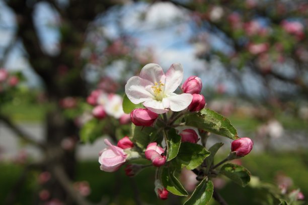 苹果花图片下载
