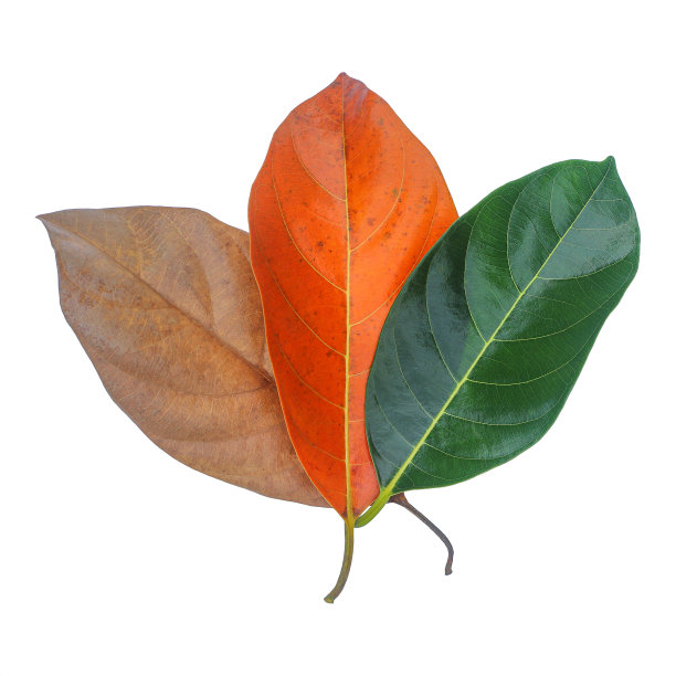 三个颜色变化的叶子孤立在白色图片下载