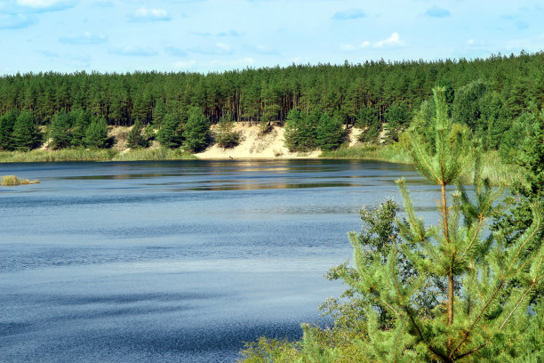 一个松林中的湖。图片下载