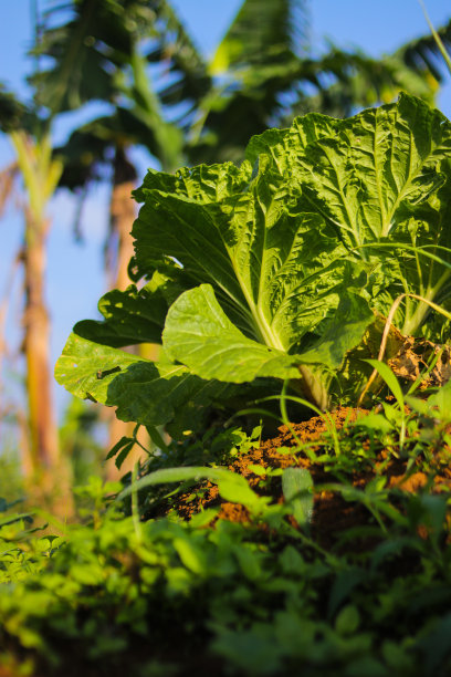 早上，在晴朗的蓝天下，田野里新鲜的绿色大白菜准备被印尼当地农民收获。图片下载
