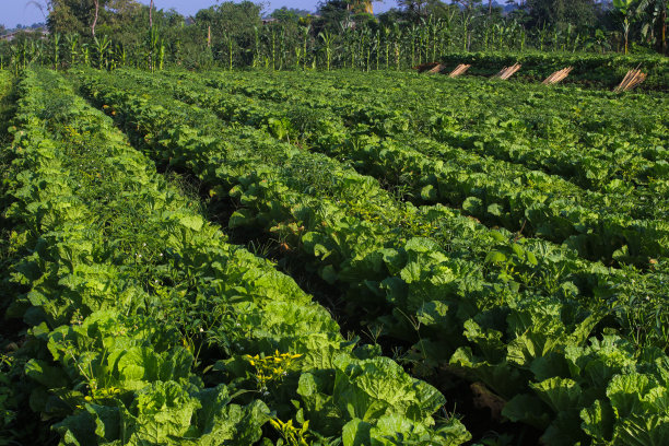 印尼当地农场的新鲜绿色大白菜田。图片下载
