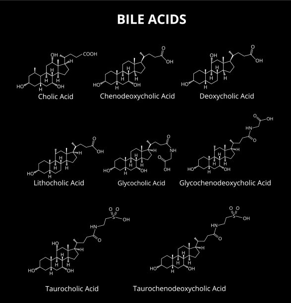 胆汁酸构成化学分子式胆汁图片下载