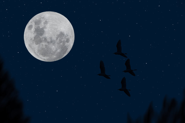 11、天上满月伴着鸟和树枝的剪影。图片下载