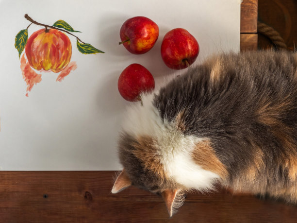 毛绒绒的猫看着手里的水彩躺着图片下载