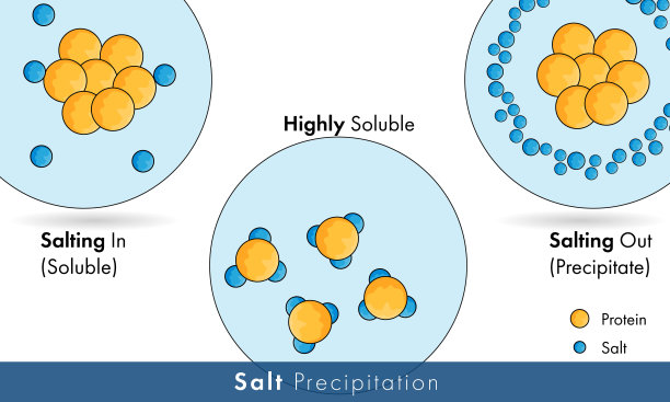 蛋白质纯化:盐析和盐析，生化实验说明。图片下载