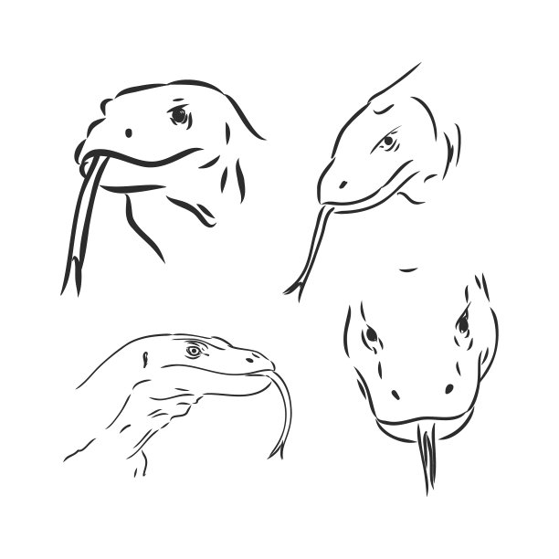 奔跑黑色线瓦兰龙科莫多在白色图片下载