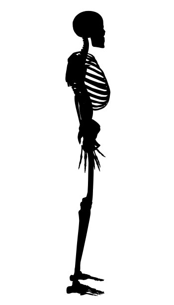白色背景上的人类骨架剪影。侧视图。矢量图图片下载
