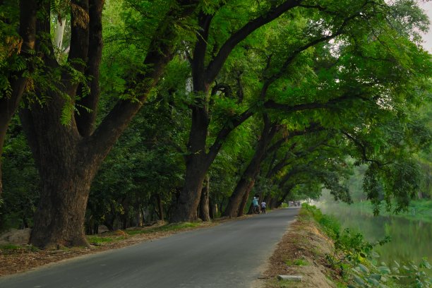 绿色隧道森林道路图片下载