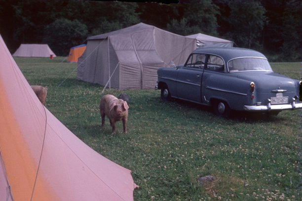 猪参观营地图片下载