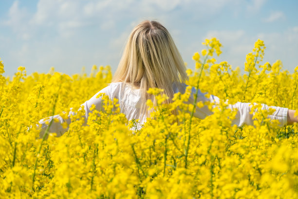在一个阳光明媚的日子里，一名身穿白衬衫的金发女郎背对着镜头，伸开双臂站在一片油菜籽地里图片下载