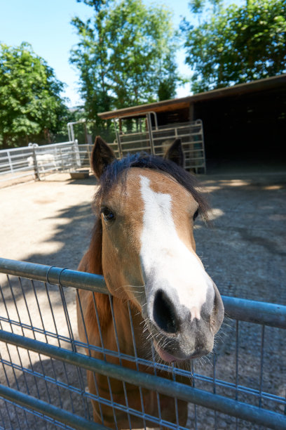 棕色的白马看着摄像机图片下载