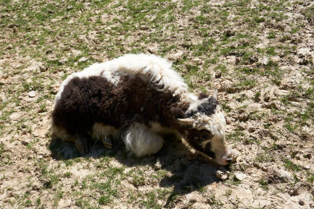 躺在草地上的小牦牛图片下载