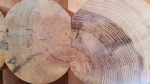 木材背景，切割，圆形的树木，近距离的自然照片图片下载