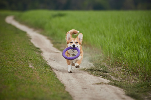 快乐的威尔士柯基·彭布罗克狗在春天的田野里和拉雪橇的人玩耍图片下载