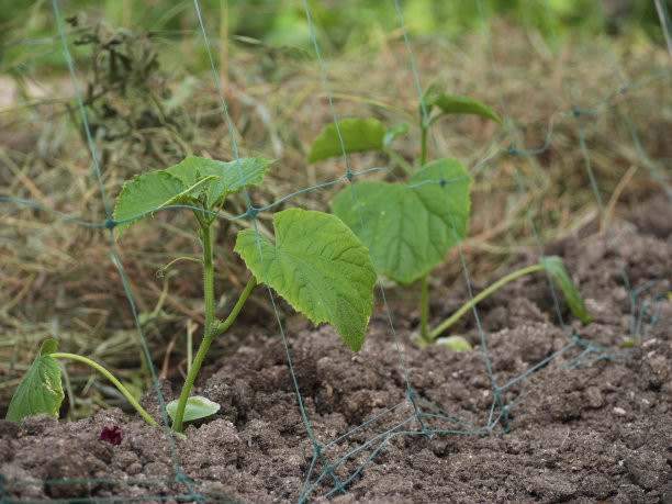 黄瓜幼苗生长在空地上，旁边是网状的棚架。春天的时候，苗床上长出了绿色的小芽。图片下载