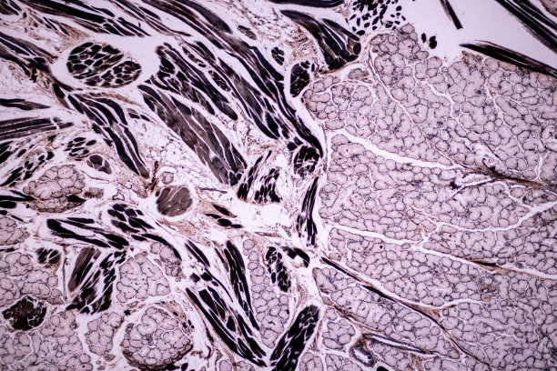 显微镜下哺乳动物组织的横纹(骨骼)肌肉。图片下载