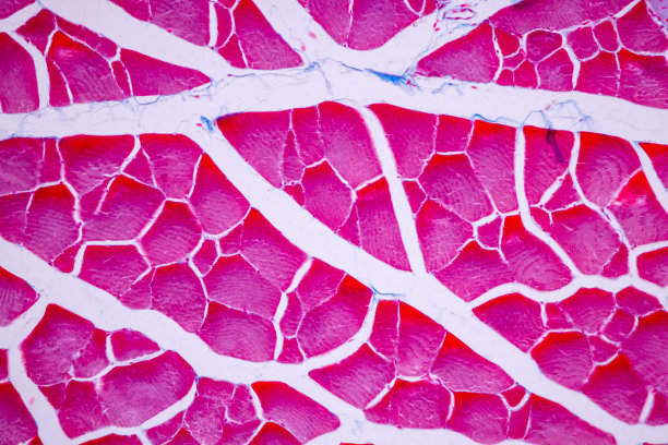 显微镜下哺乳动物组织的横纹(骨骼)肌肉。图片下载