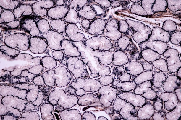 显微镜下哺乳动物组织的横纹(骨骼)肌肉。图片下载