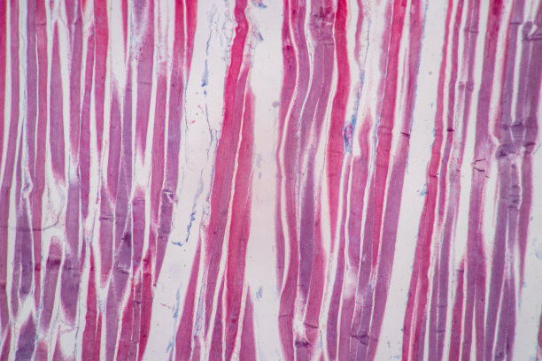 显微镜下哺乳动物组织的横纹(骨骼)肌肉。图片下载