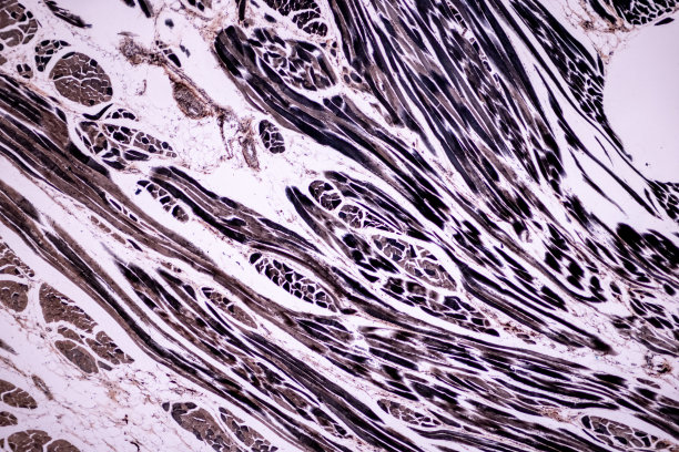 显微镜下哺乳动物组织的横纹(骨骼)肌肉。图片下载