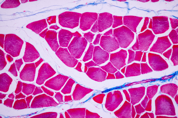显微镜下哺乳动物组织的横纹(骨骼)肌肉。图片下载