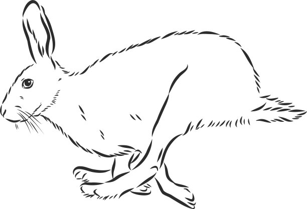 野兔涂鸦风格素描手绘野兔素描图片下载